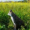 5598519578.jpg 3D-Ziel Luchs sitzend auf einer Blumenwiese