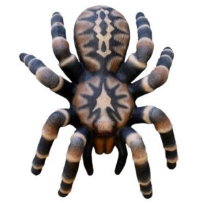 5598598070.jpg 3D-Ziel Vogelspinne