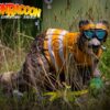 OLYMPUS DIGITAL CAMERA 3D-Ziel GoonRacoon frontal im hohen Gras